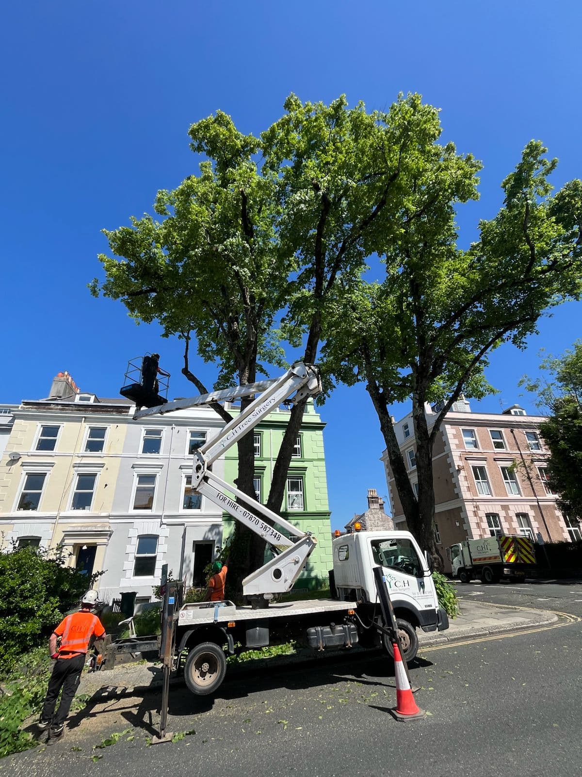 Tree Surgeons Plympton