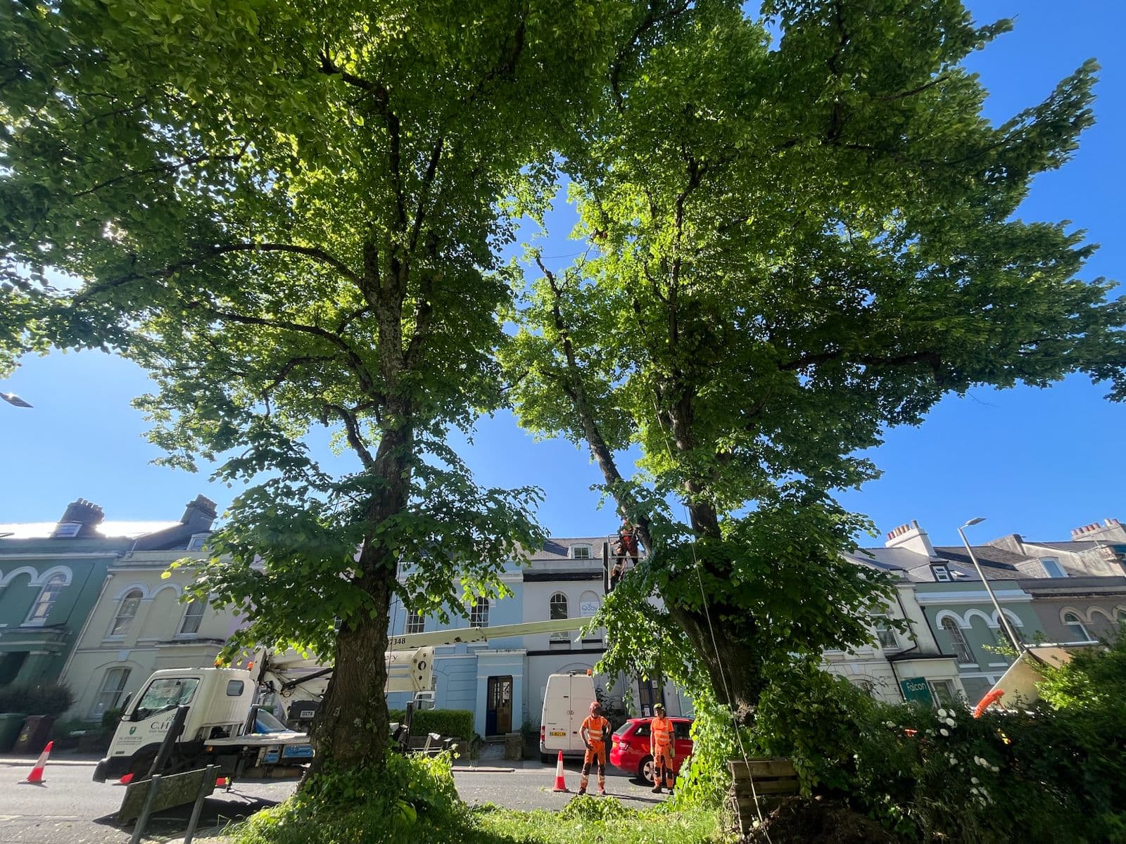 Tree Surgeon Saltash