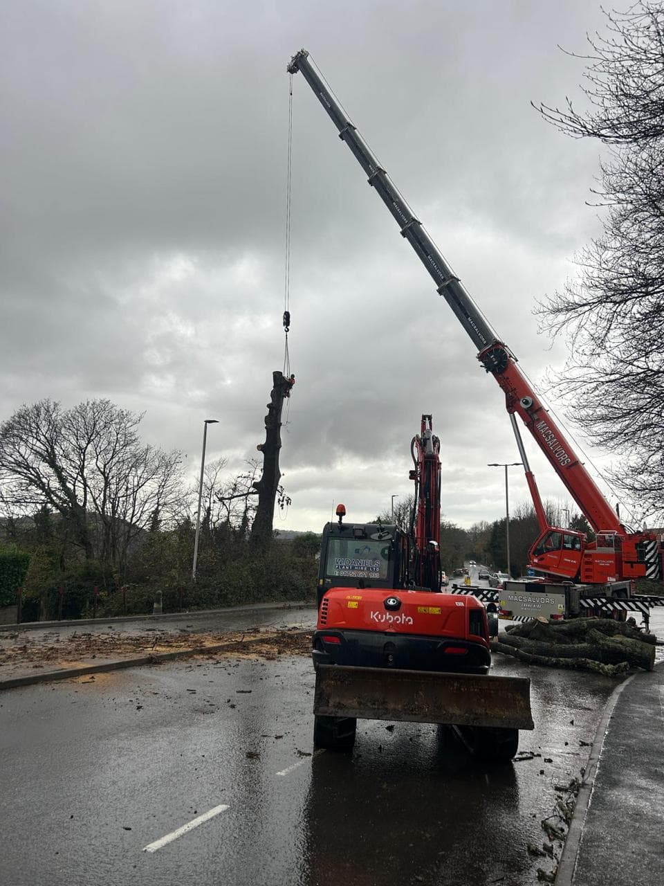 Tree Removal Plymouth