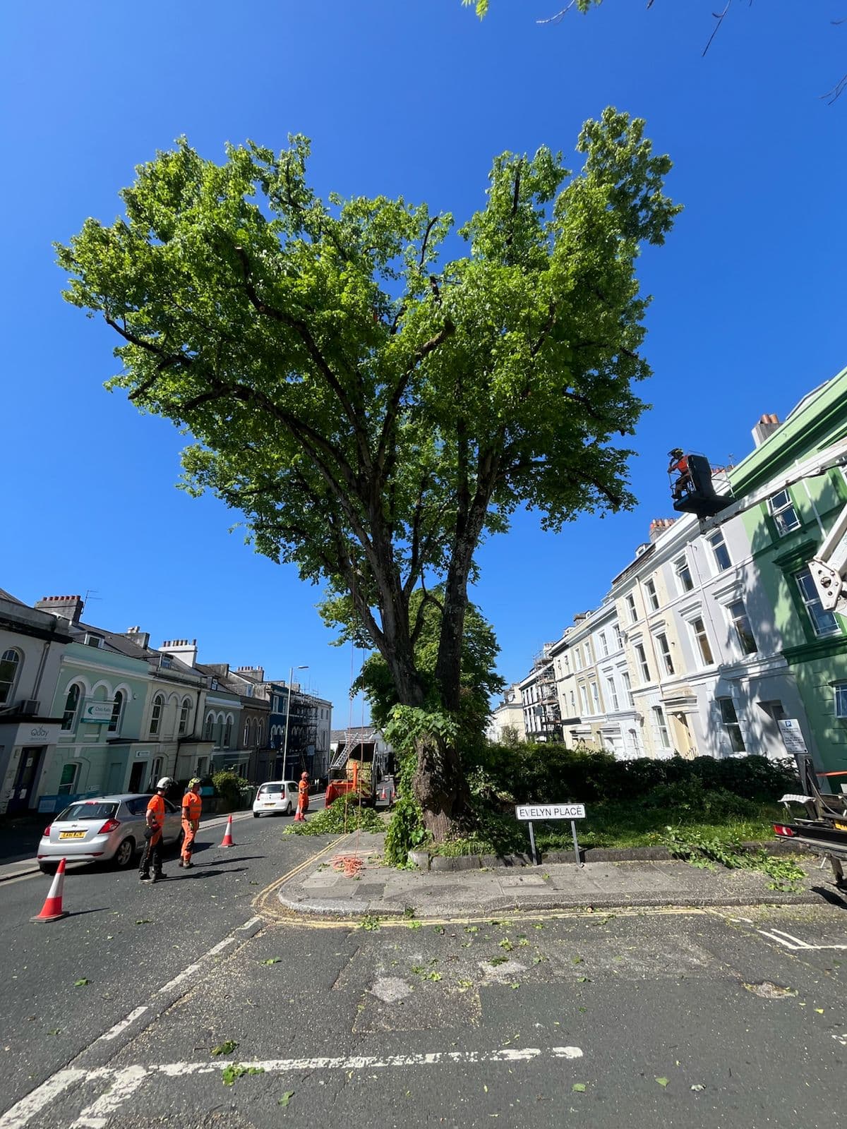 Tree Surgeons Salcombe