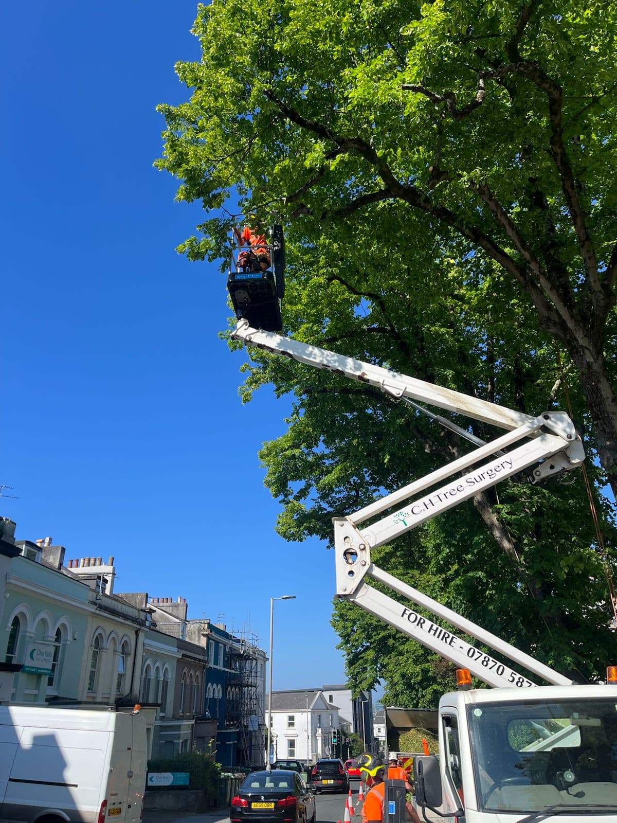Tree Surgeons Ivybridge