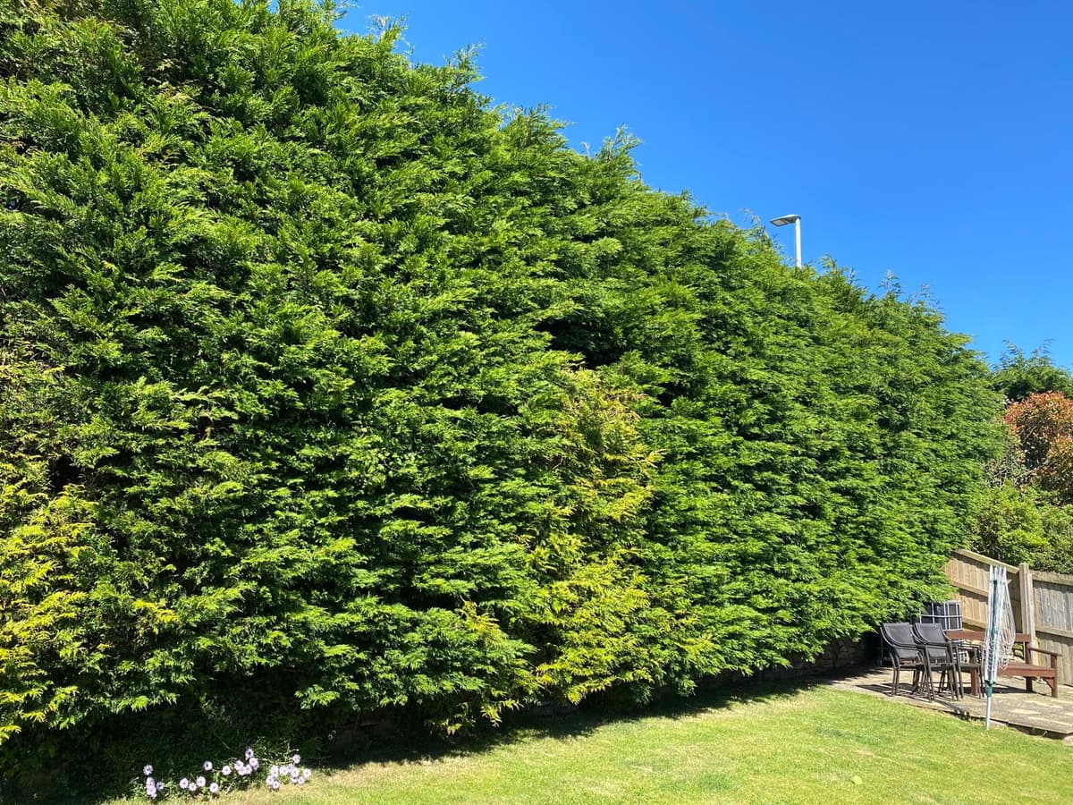 Hedge Trimming Plymouth