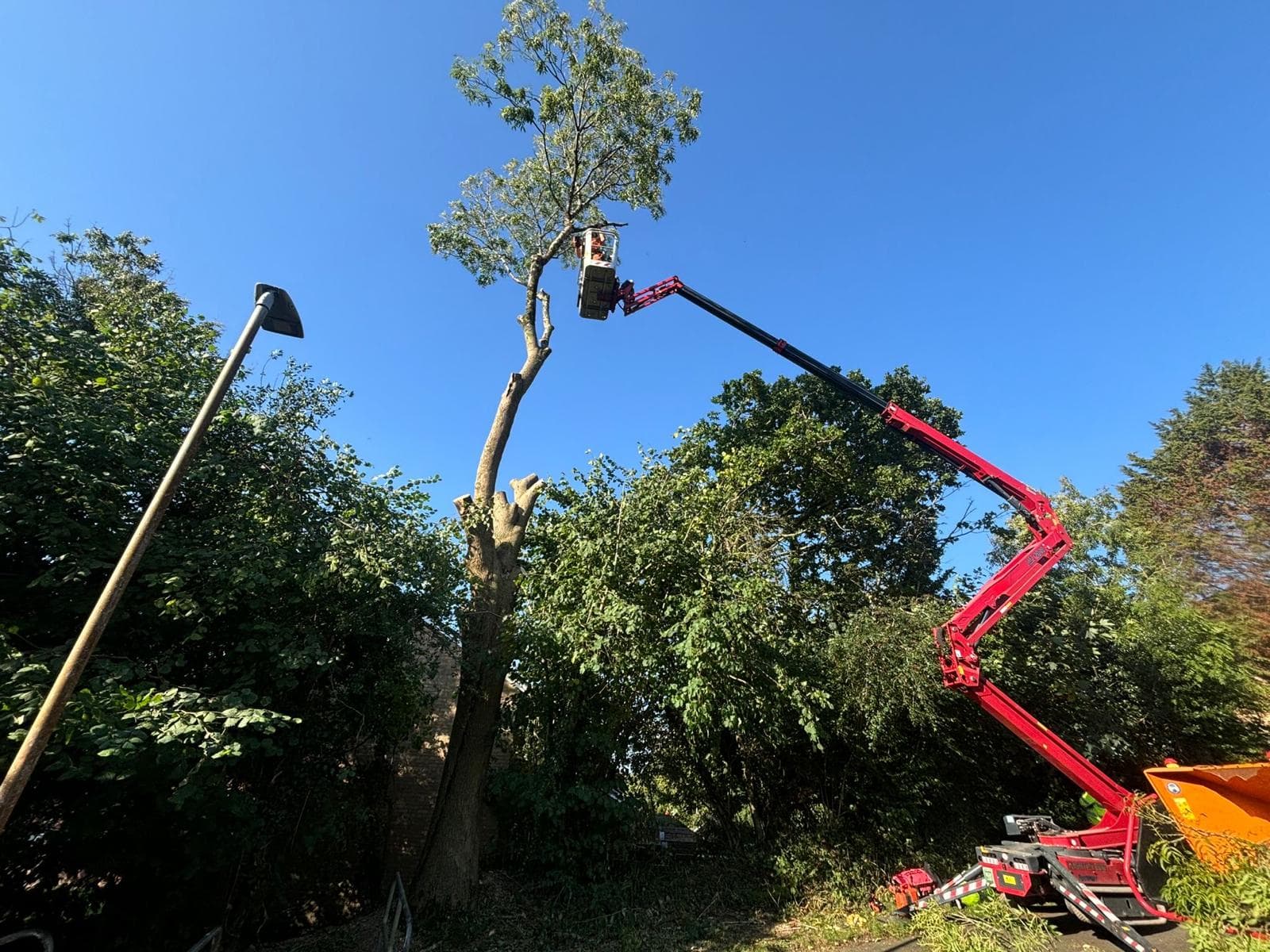 Signs You Need Tree Removal in Plymouth