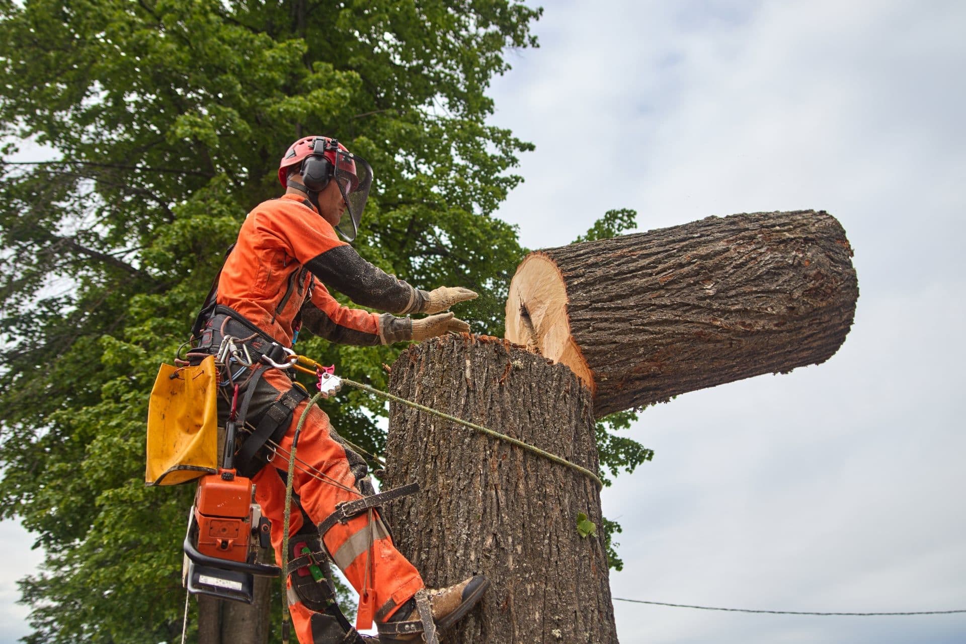 Tree Surgeons Modbury